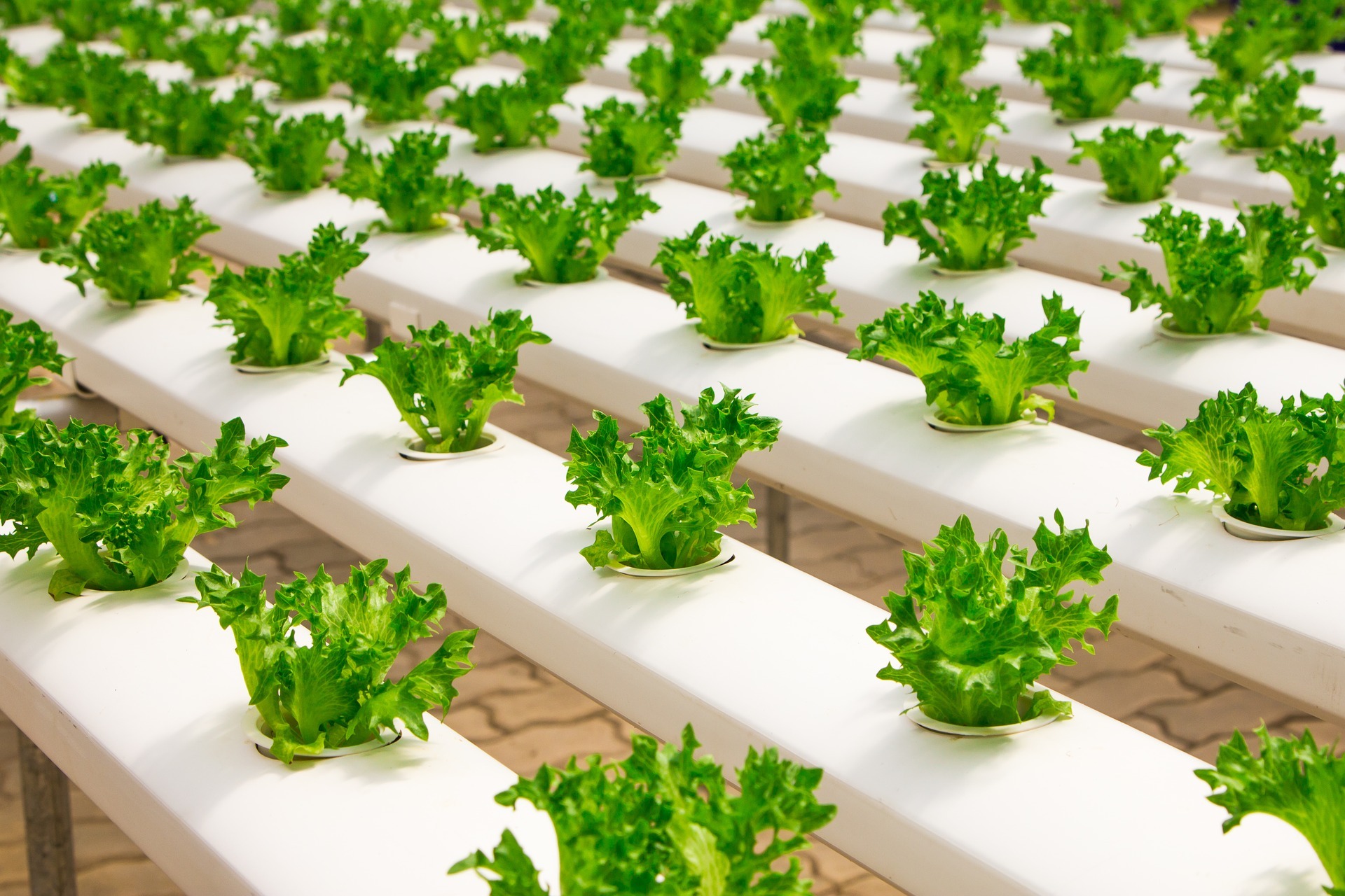 futura de la industria alimentación y bebidas futura de la industria alimentación y bebidas
